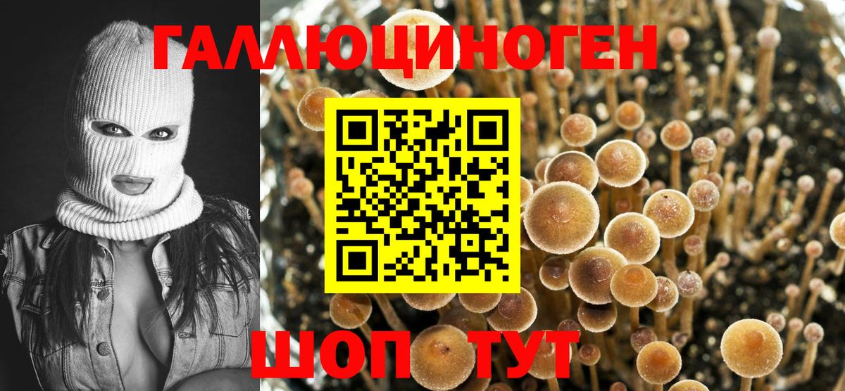 Галлюциногенные грибы прущие грибы  Грозный  Галлюциногенные грибы мицелий 